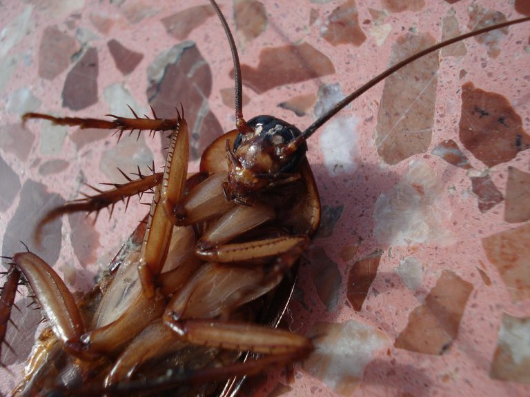 Jak wytępić karaluchy domowym sposobem Karaluchy w domu