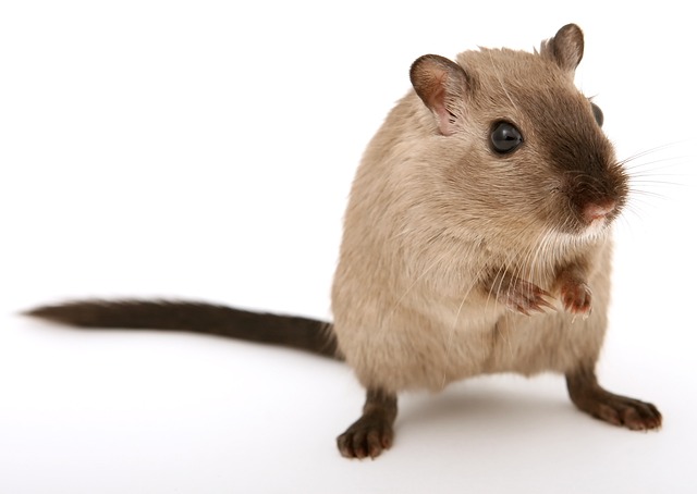 Jak wygonić myszy z elewacji?